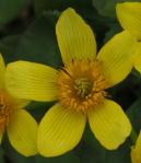 Marsh marigold: flower