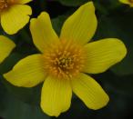 Marsh marigold: flower