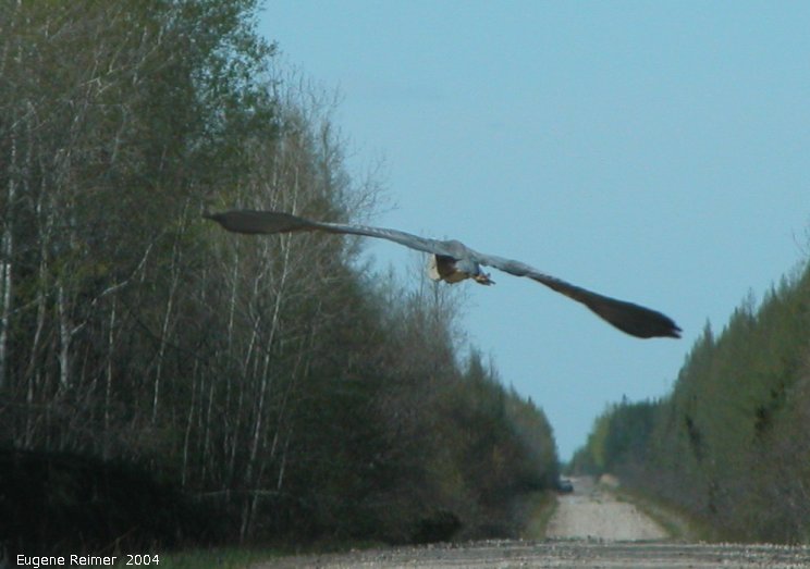 IMG 2004-May27 at Hadashville Braintree and Wye:  Great blue heron (Ardea herodias)