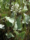 Arrow-leaved coltsfoot: seed-stage plant