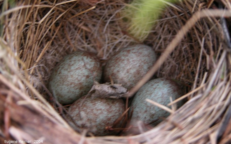 IMG 2004-Jun02 at MarbleRidge near FisherBranch:  Hermit thrush (Catharus guttatus) nest with eggs