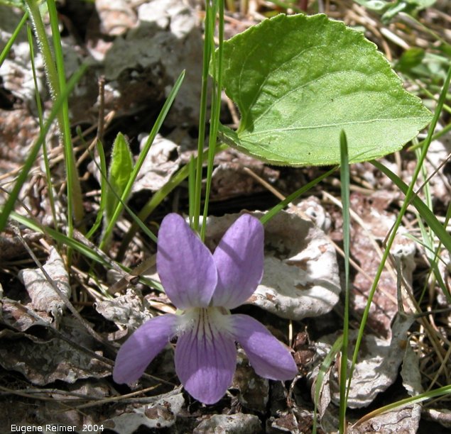IMG 2004-Jun02 at MarbleRidge near FisherBranch:  Bog violet (Viola nephrophylla)