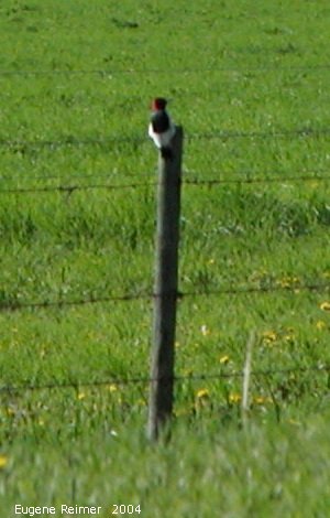 IMG 2004-Jun05 at near Alonsa:  Red-headed woodpecker (Melanerpes erythrocephalus) on fencepost