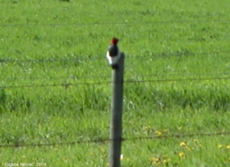 IMG 2004-Jun05 at near Alonsa:  Red-headed woodpecker (Melanerpes erythrocephalus) on fencepost (digital-zoom)