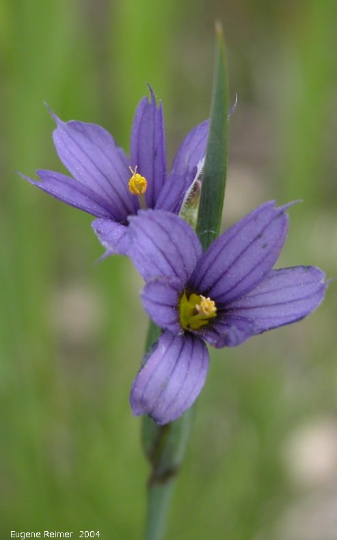 IMG 2004-Jun10 at Woodridge scouting trip:  Blue-eyed grass (Sisyrinchium montanum)