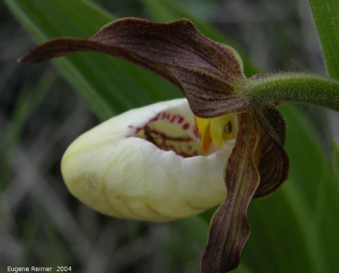 IMG 2004-Jun16 at Kleefeld:  Hybrid small white X small yellow ladyslipper (Cypripedium X andrewsii nm andrewsii) flower with Insect (Insecta sp)