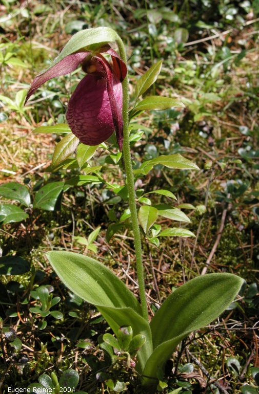 IMG 2004-Jun19 at Belair Provincial Forest:  Moccasin ladyslipper (Cypripedium acaule) plant