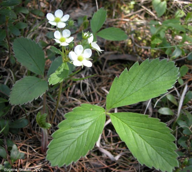 IMG 2004-Jun19 at Belair Provincial Forest:  Wild strawberry (Fragaria virginiana)