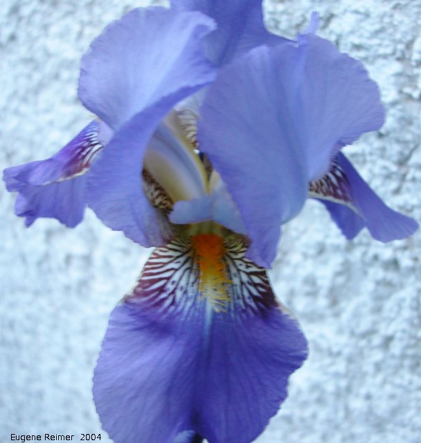 IMG 2004-Jun24 at Iris's backyard:  Blue-flag iris (Iris versicolor) from Williams Garden Club 2001 flower