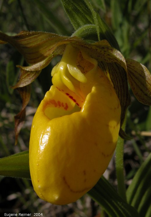 IMG 2004-Jun22 at Tolstoi TGPP:  Yellow ladyslipper (Cypripedium parviflorum) closeup
