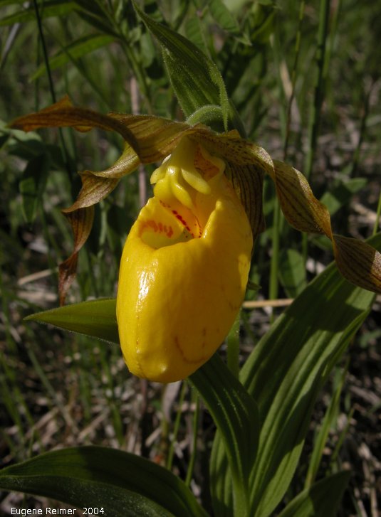 IMG 2004-Jun22 at Tolstoi TGPP:  Yellow ladyslipper (Cypripedium parviflorum) flower