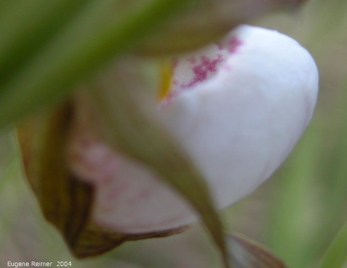 IMG 2004-Jun22 at Tolstoi TGPP:  Small white ladyslipper (Cypripedium candidum)