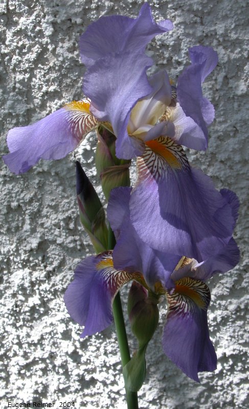 IMG 2004-Jun27 at Iris's backyard:  Blue-flag iris (Iris versicolor) from Williams Garden Club 2001 flowers