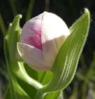 Showy ladyslipper: bud with colour