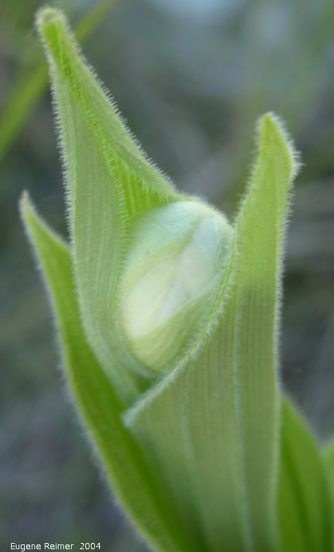 IMG 2004-Jul01 at PTH15 east of Anola:  Showy ladyslipper (Cypripedium reginae) bud in shade