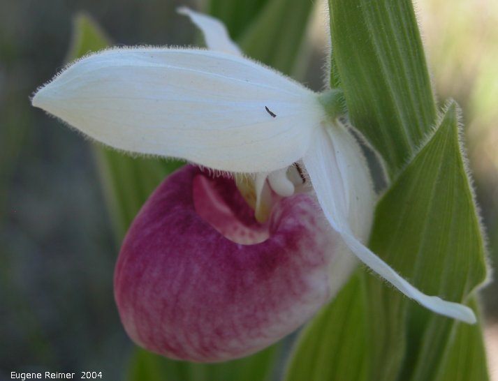 IMG 2004-Jul01 at PTH15 east of Anola:  Showy ladyslipper (Cypripedium reginae) flower