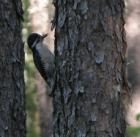 Black-backed woodpecker: