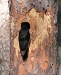 Black-backed woodpecker: