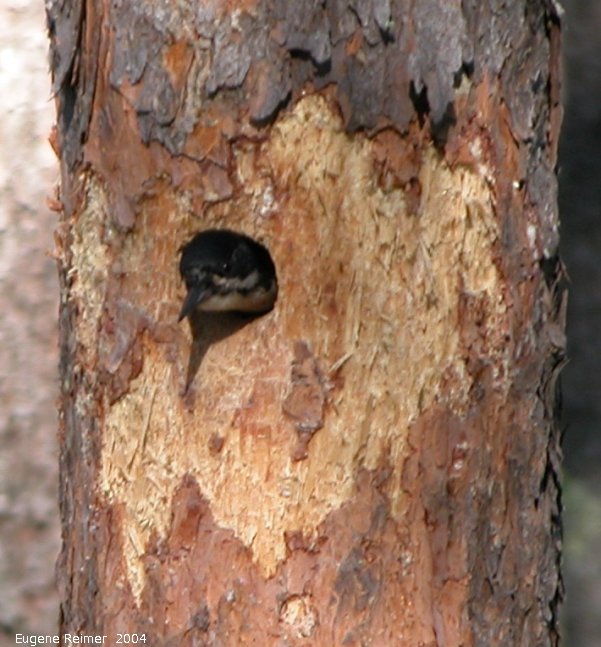 IMG 2004-Jul01 at near Contour:  Black-backed woodpecker (Picoides arcticus)