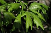 Bur oak: foliage