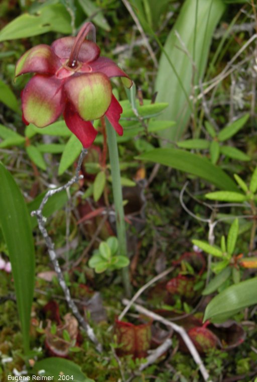 IMG 2004-Jul07 at Bog east of PR308:  Pitcher plant (Sarracenia purpurea)