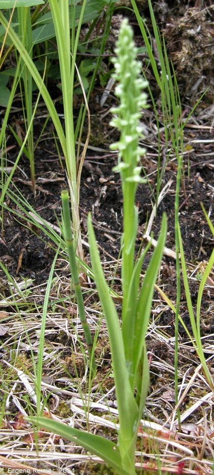 IMG 2004-Jul07 at Bog east of PR308:  Green bog-orchid (Platanthera hyperborea/aquilonis/huronensis) plant