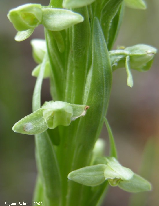 IMG 2004-Jul07 at Bog east of PR308:  Green bog-orchid (Platanthera hyperborea/aquilonis/huronensis) flowers
