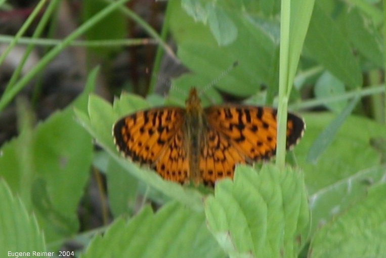 IMG 2004-Jul07 at Bog east of PR308:  Fritillary butterfly (Argynnini sp)