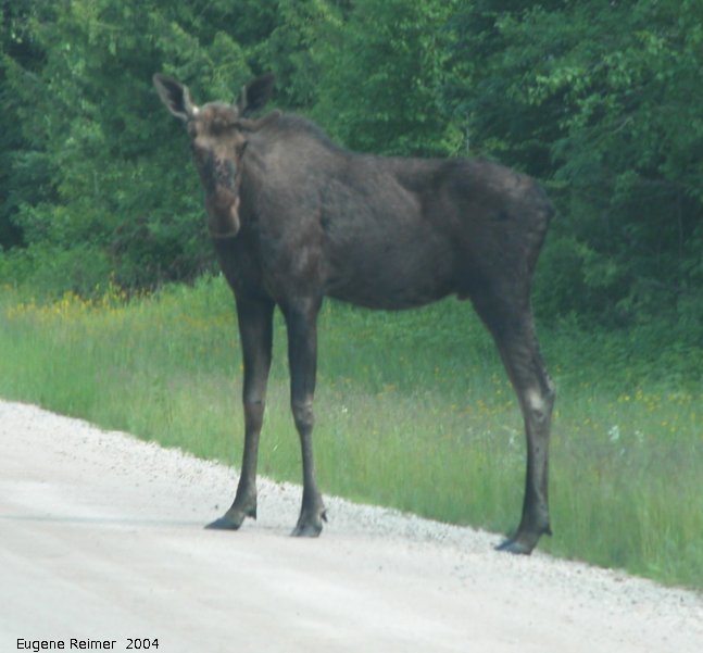 IMG 2004-Jul07 at PR308:  Moose (Alces alces) on PR308