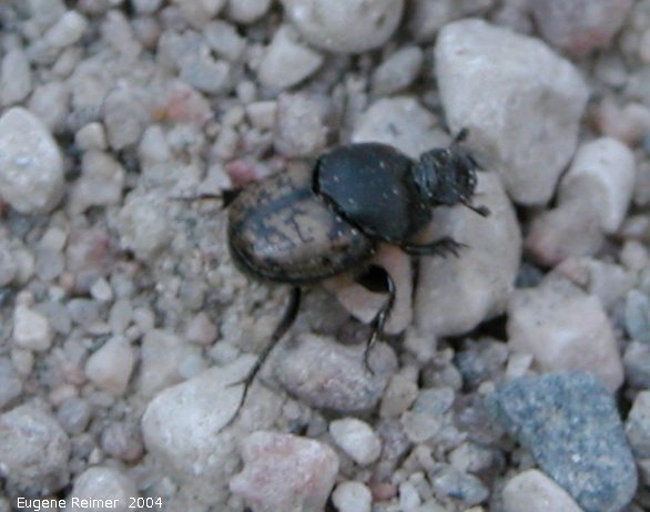 IMG 2004-Jul07 at ForestryRd#4:  Scooped scarab dung-beetle (Onthophagus hecate)
