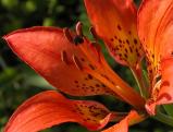 Wood lily: closeup
