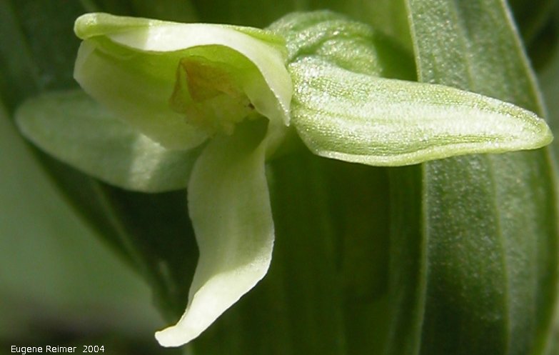 IMG 2004-Jul10 at PR308:  Tall green bog-orchid (Platanthera huronensis)? flower