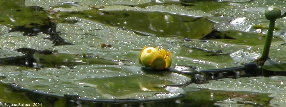 IMG 2004-Jul10 at PR308:  Yellow pond-lily (Nuphar lutea)