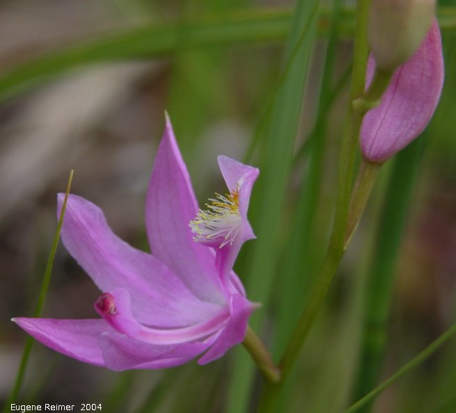 IMG 2004-Jul10 at bog east of PR308:  Grass-pink (Calopogon tuberosus var tuberosus) with buds