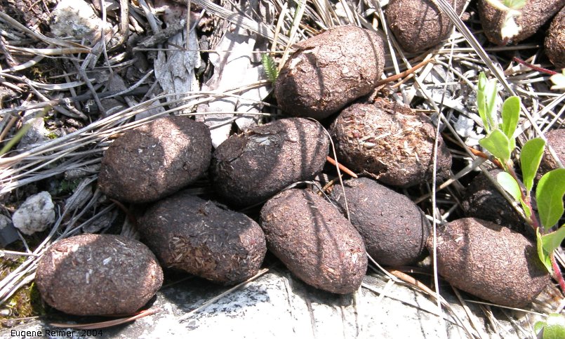 IMG 2004-Jul13 at trail near DevilsLake MB:  Moose (Alces alces) droppings