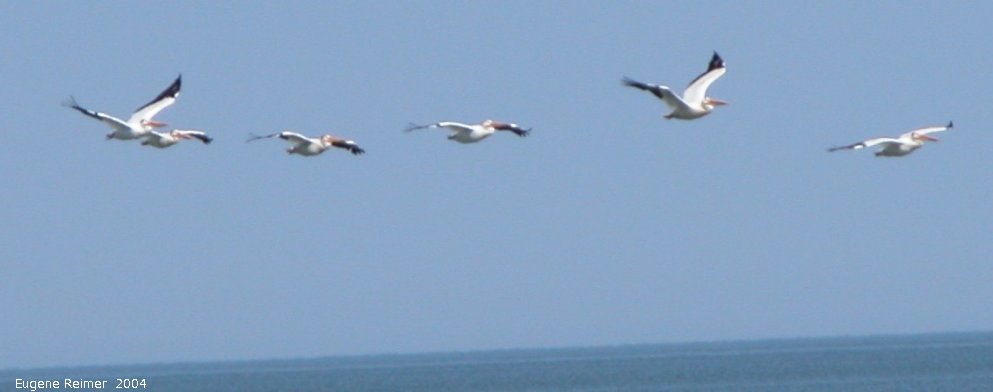 IMG 2004-Jul13 at LongPoint:  White pelican (Pelecanus erythrorhynchos) many in flight