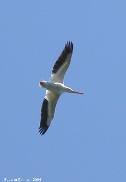 IMG 2004-Jul13 at LongPoint:  White pelican (Pelecanus erythrorhynchos) in flight from below
