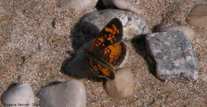 IMG 2004-Jul13 at LongPoint:  Pearl-crescent butterfly (Phyciodes tharos)