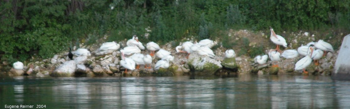 IMG 2004-Jul13 at GrandRapids-dam:  White pelican (Pelecanus erythrorhynchos) many on shore