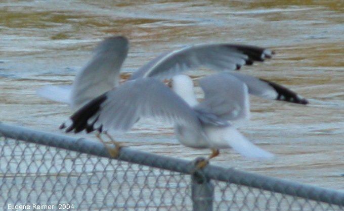 IMG 2004-Jul13 at GrandRapids-dam:  Gull (Laridae sp) pair of