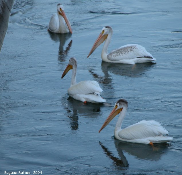 IMG 2004-Jul13 at GrandRapids-dam:  White pelican (Pelecanus erythrorhynchos) 4 fishing