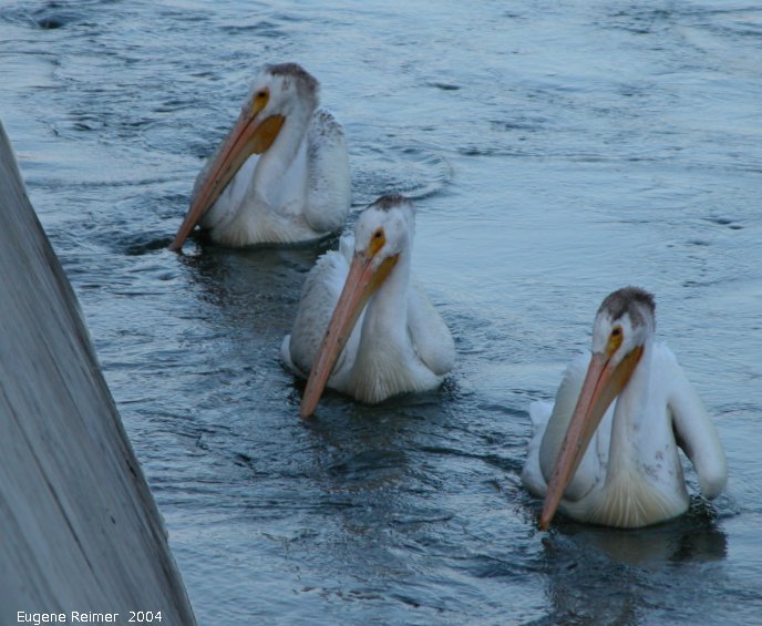 IMG 2004-Jul13 at GrandRapids-dam:  White pelican (Pelecanus erythrorhynchos) threesome