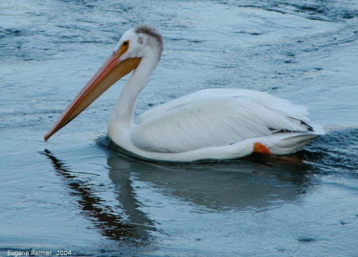 IMG 2004-Jul13 at GrandRapids-dam:  White pelican (Pelecanus erythrorhynchos)