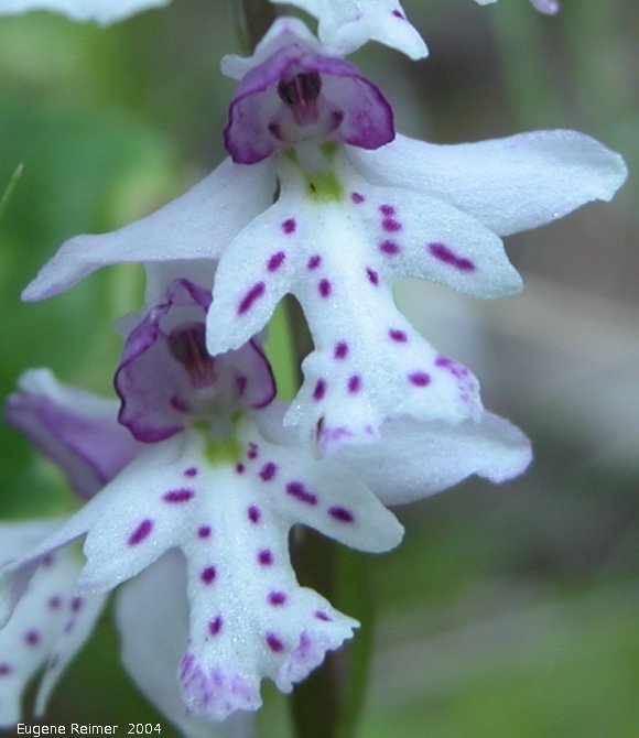 IMG 2004-Jul14 at HargraveRiver:  Small round-leaf orchid (Amerorchis rotundifolia) unusual lip