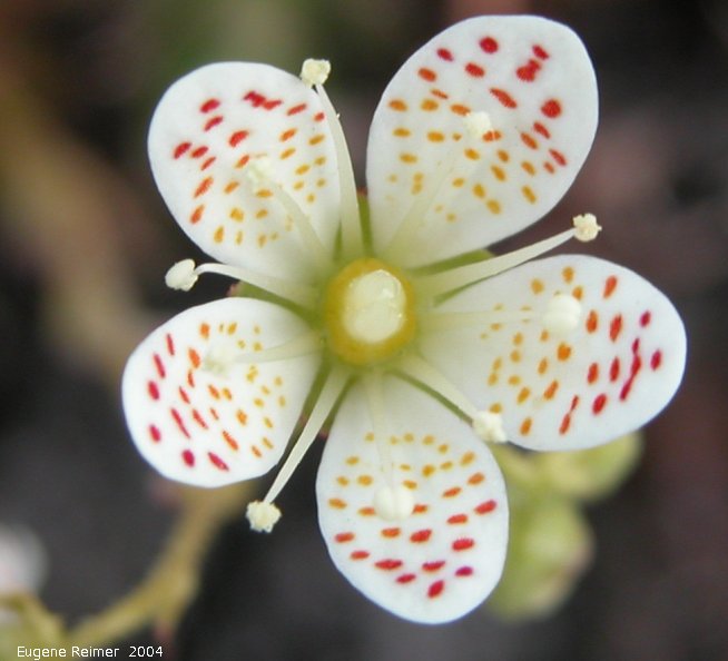 IMG 2004-Jul15 at CapeMerry:  Three-toothed saxifrage (Saxifraga tricuspidata) flower