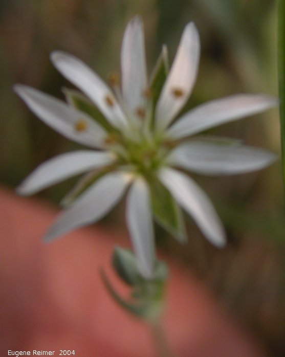 IMG 2004-Jul15 at CapeMerry:  Long-stalked chickweed (Stellaria longipes) flower bad focus