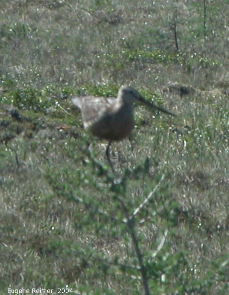 IMG 2004-Jul16 at TwinLakesRd:  Marbled godwit (Limosa fedoa) or Hudsonian godwit (Limosa haemastica)?