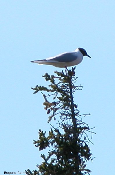 IMG 2004-Jul16 at WestTwinLake:  Bonapartes gull (Chroicocephalus philadelphia)