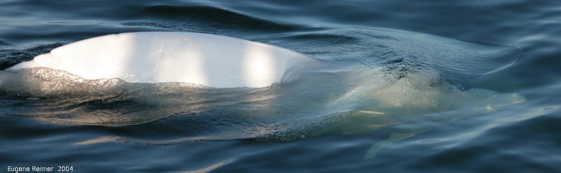 IMG 2004-Jul16 at the Wales & Whales Tour (FortPrinceOfWales+Beluga whaleWhales):  Beluga whale (Delphinapterus leucas)