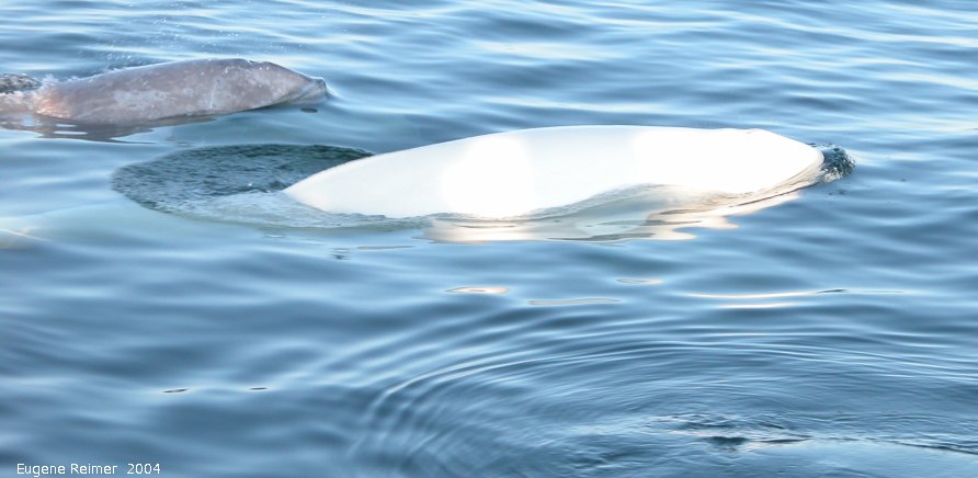 IMG 2004-Jul16 at the Wales & Whales Tour (FortPrinceOfWales+Beluga whaleWhales):  Beluga whale (Delphinapterus leucas) grey+white
